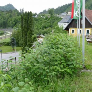 Entfernung Staudenknöterich beim Forstmuseum